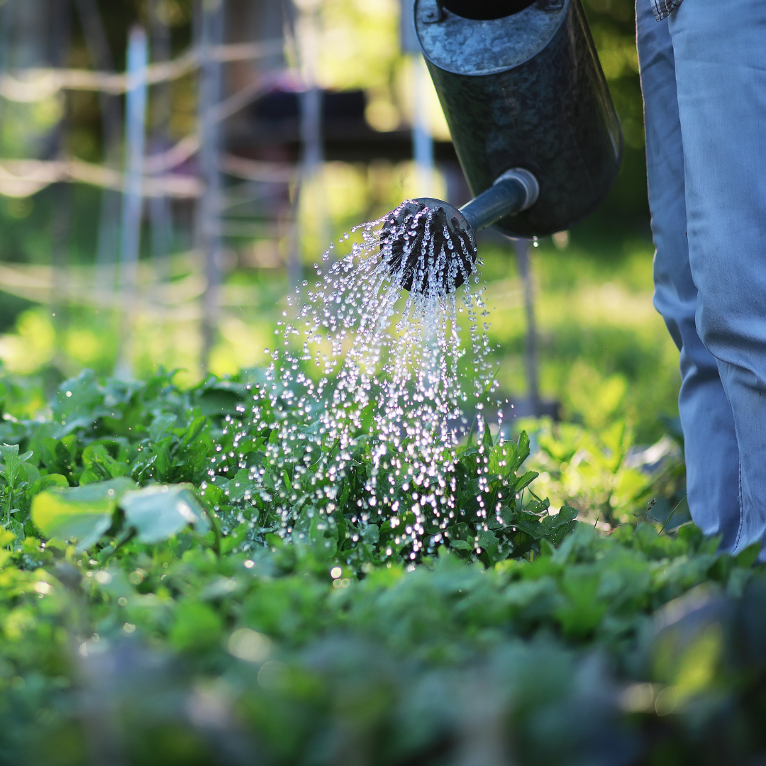 Home and Garden