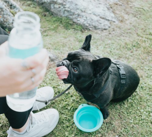 Our Furry Family Members